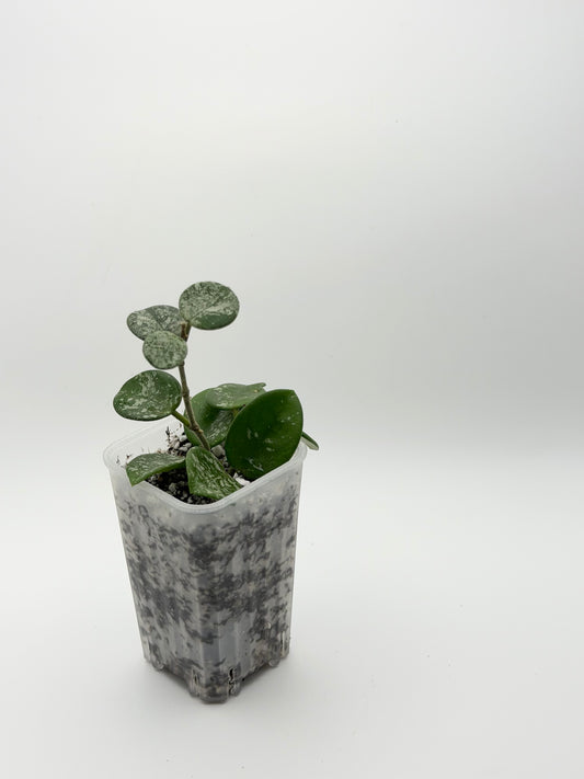 Hoya Mathilde Splash