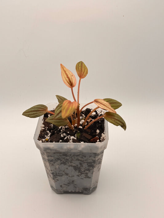 Peperomia Caperata 'Lima'