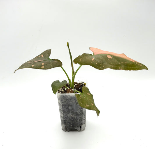 Syngonium Pink Dark Form Starter | Half-Moon Leaf | 2-Inch Pot