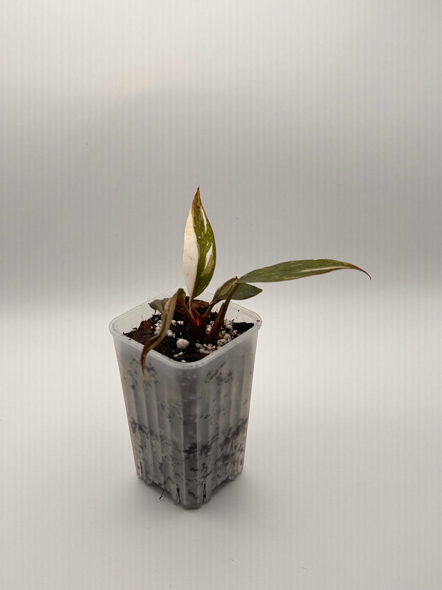 Philodendron Pink Princess 2" Starter Pot – Small
