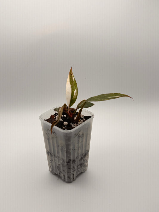 Philodendron Pink Princess 2" Starter Pot – Small