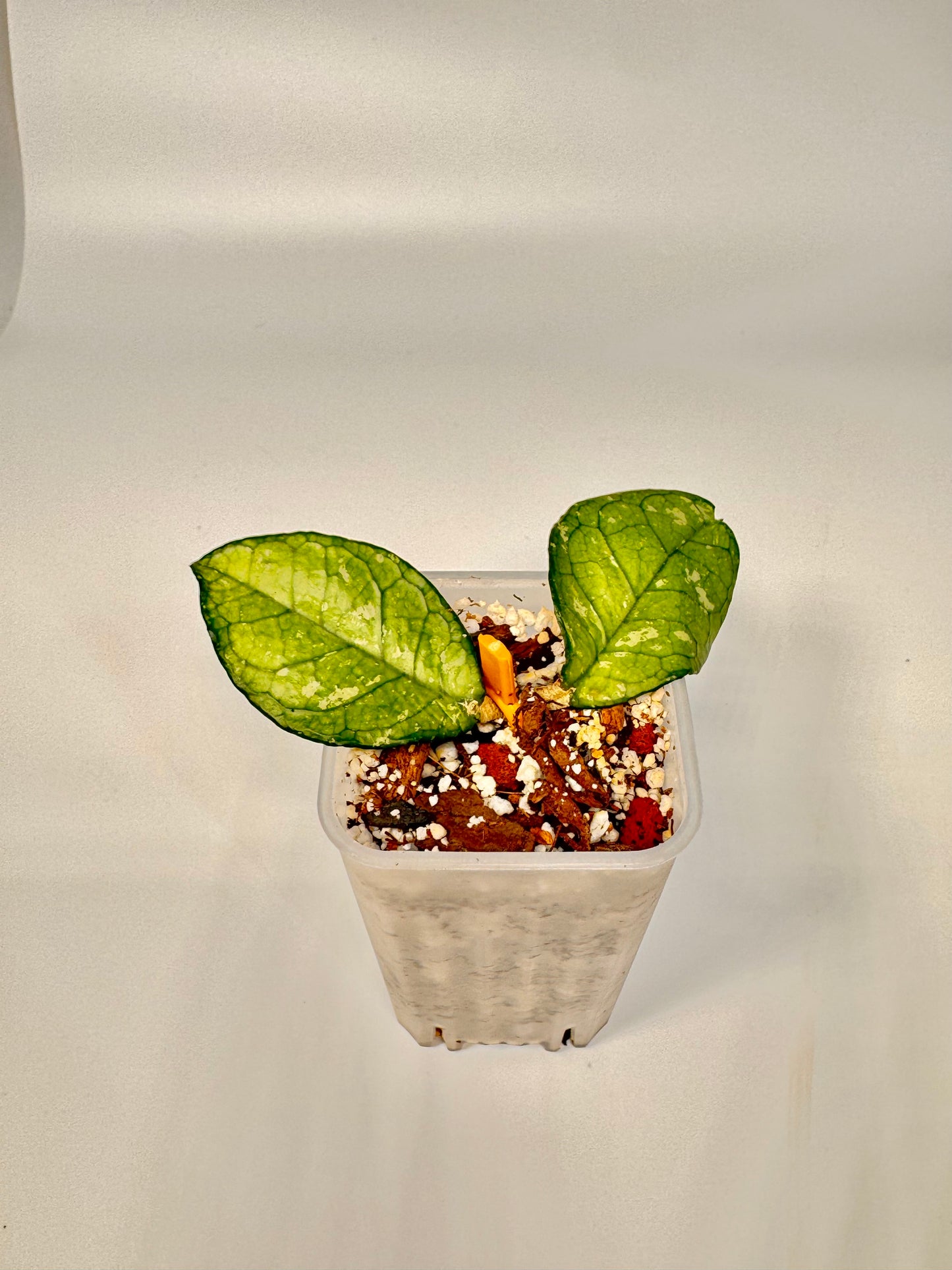 Hoya Crassipetiolata