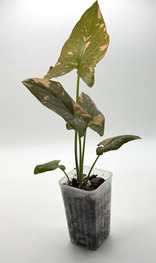 Syngonium Pink Dark Form Starter | 2-Inch Pot