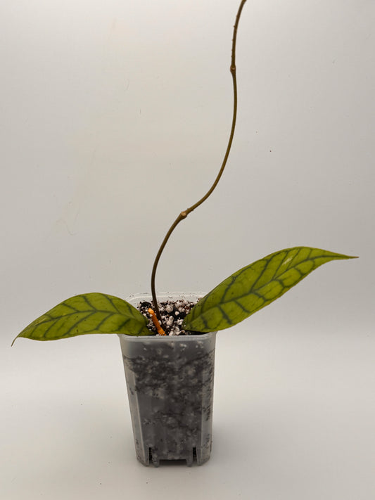 Hoya Callistophylla – Top Cut with Runner