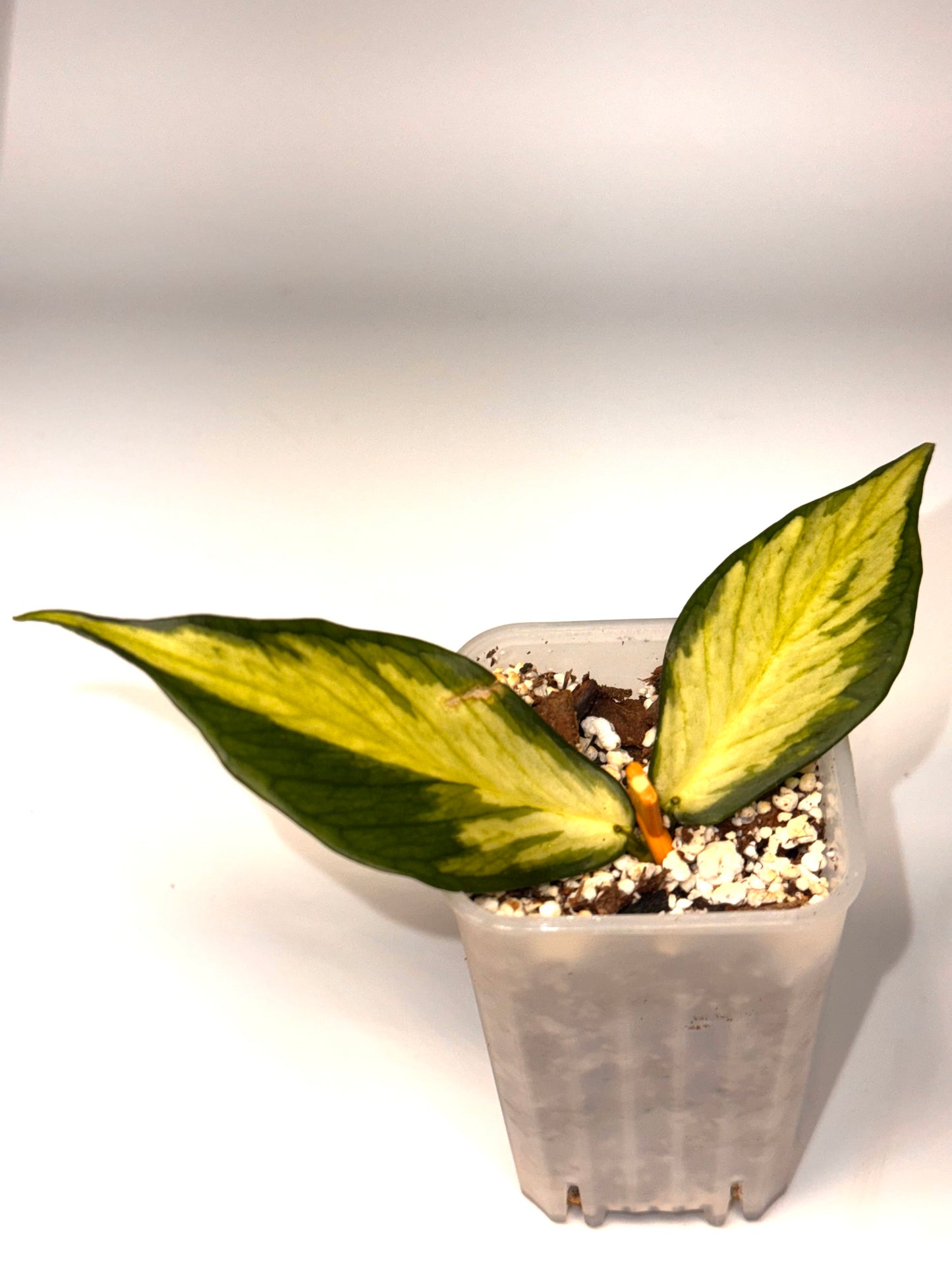 Hoya Polyneura Inner Variegated