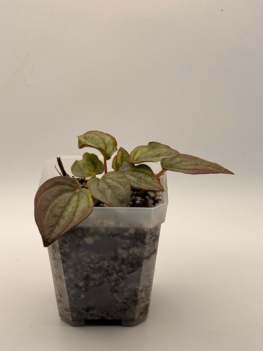 Peperomia Caperata 'Cayenne'