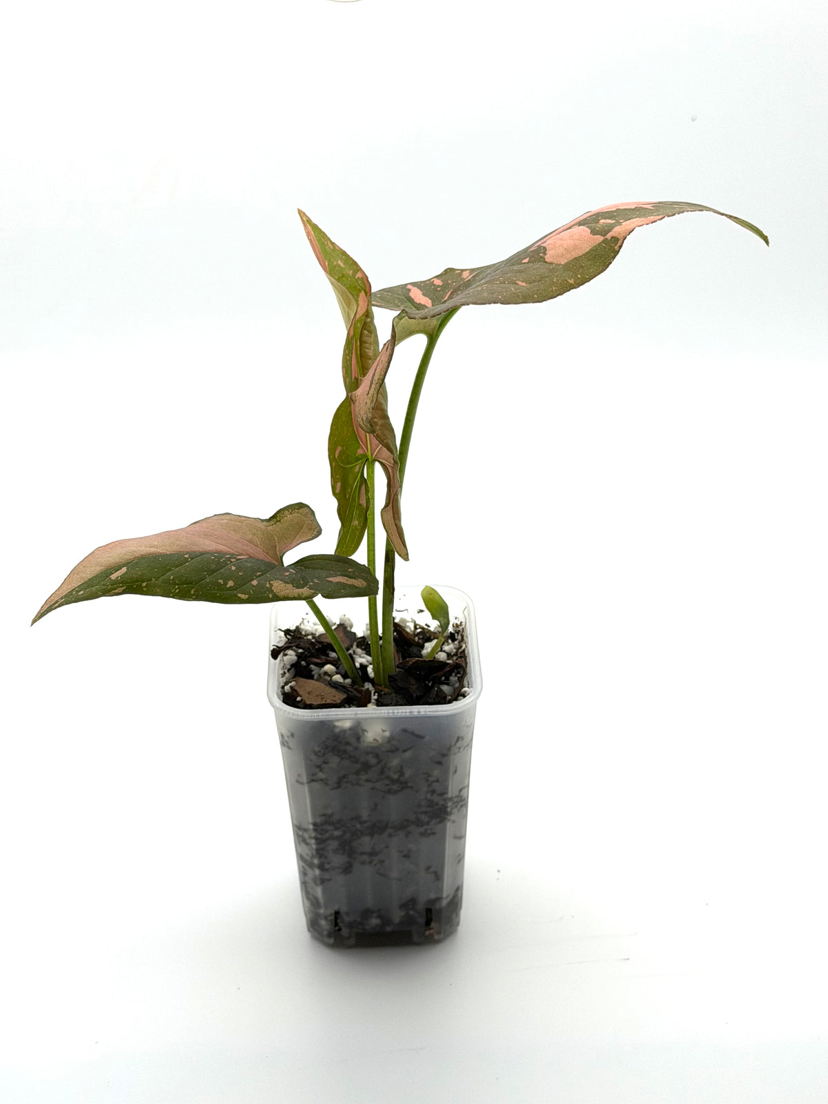 Syngonium Pink Dark Form Starter | 2-Inch Pot