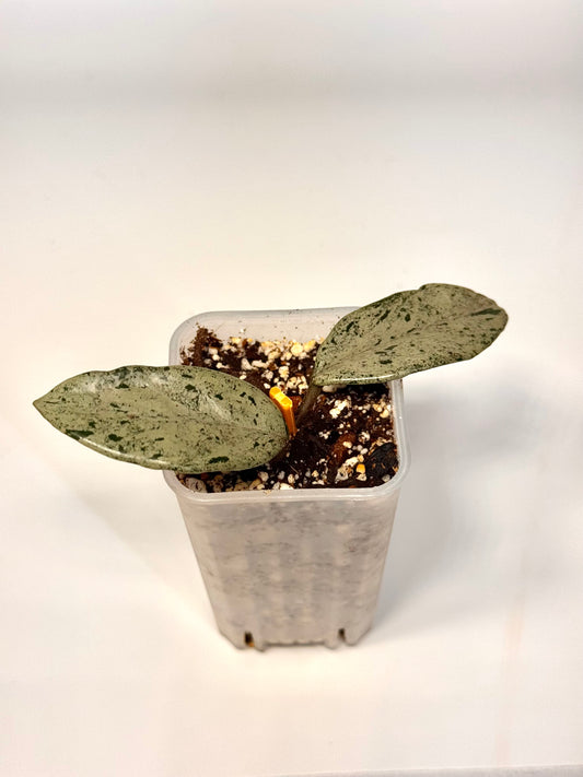 Hoya Wilbur Graves China