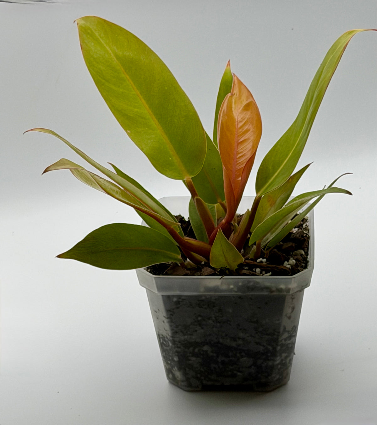 Philodendron Prince of Orange | Established 4-Inch Pot