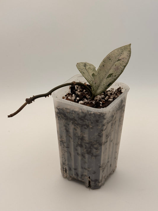Hoya Wilbur Graves 'China High' Splash