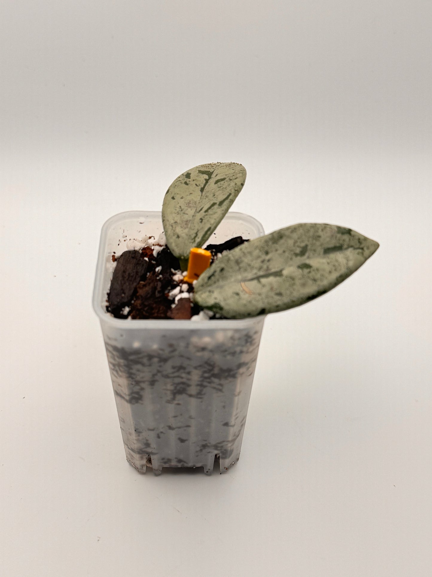 Hoya Wilbur Graves 'China'
