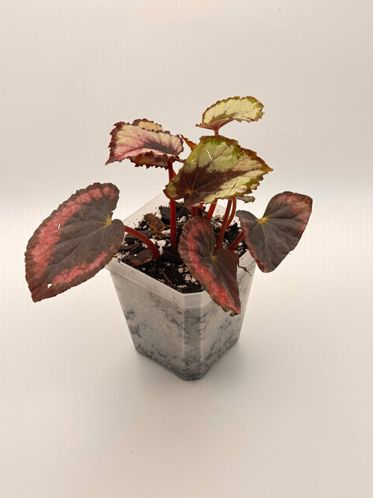 Rex Begonia 'Red Kiss'