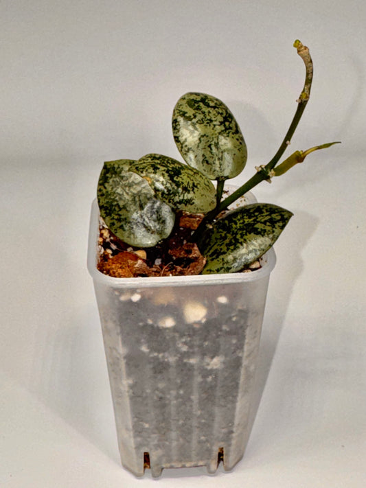 Hoya Lacunosa Lime Mint Coin
