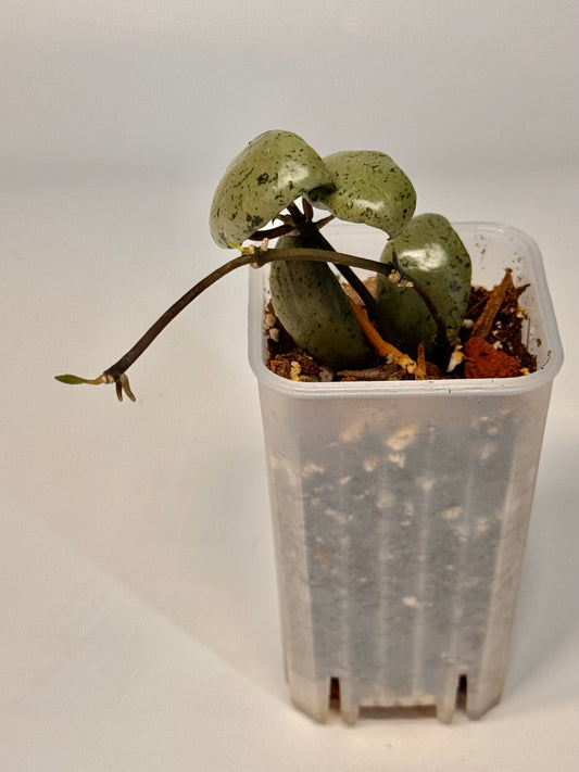 Hoya Silcata Silver
